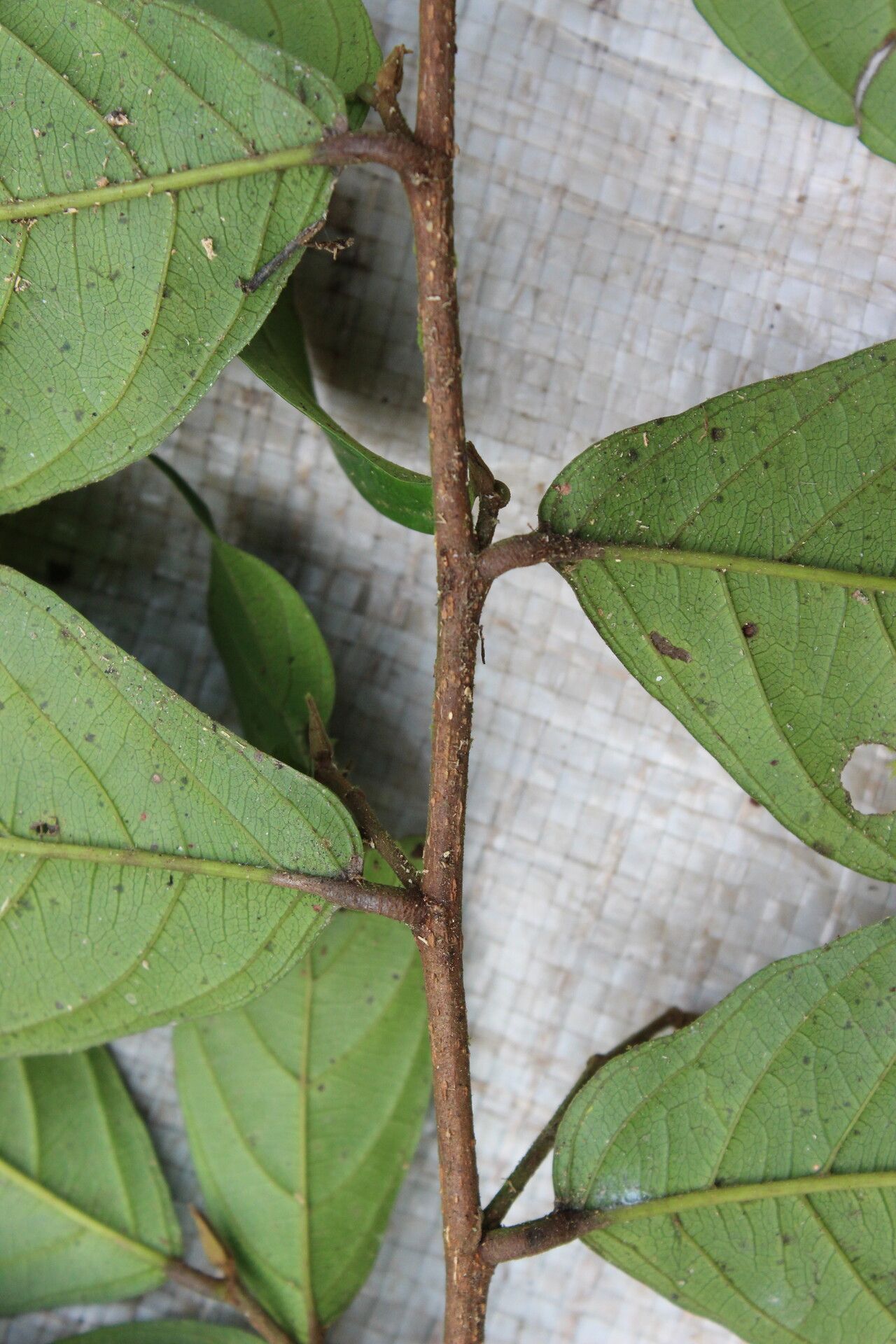Antidesma membranaceum leaf