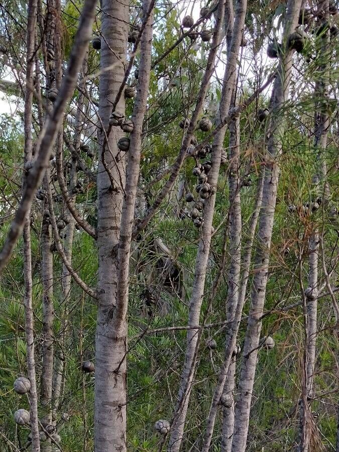 Callitris muelleri bark