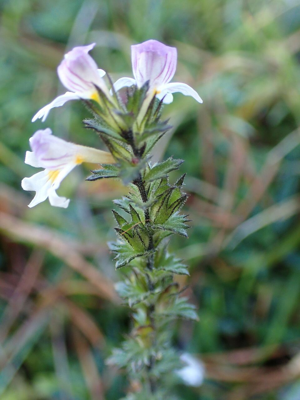 Euphrasia officinalis bark