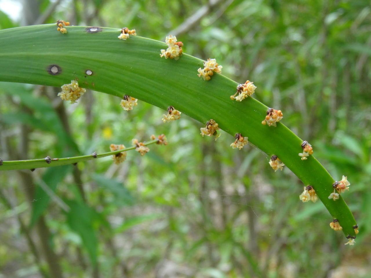 Phyllanthus epiphyllanthus flower