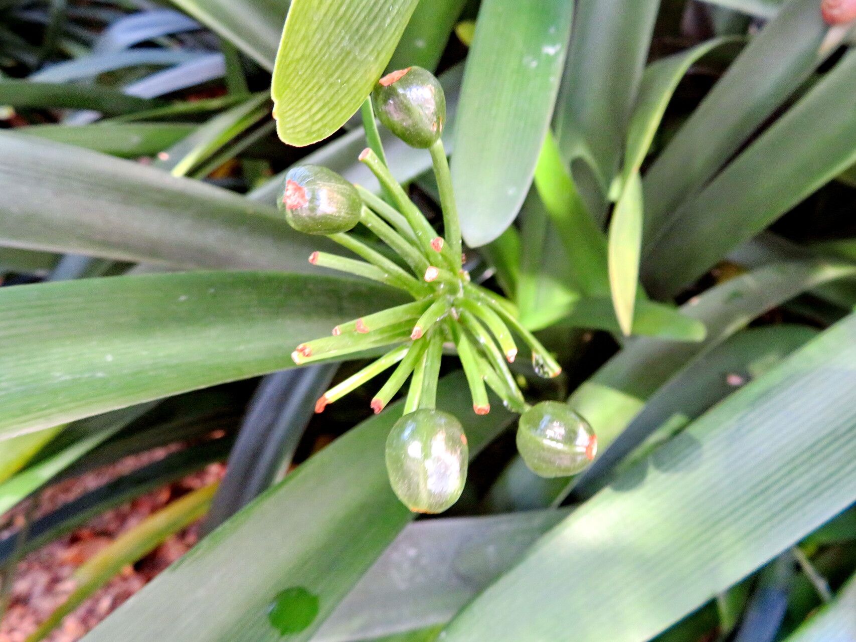 Clivia × cyrtanthiflora fruit