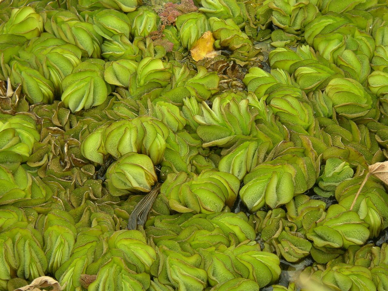 Salvinia molesta — houseplant care guide