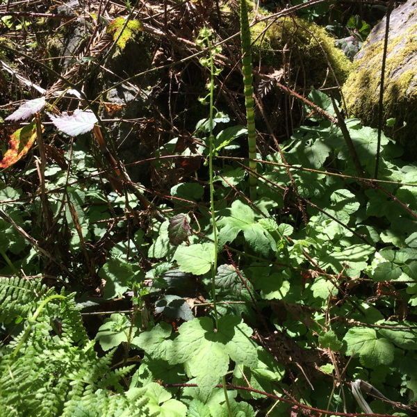 Mitella caulescens habit