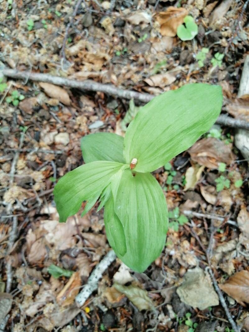 Epipactis leptochila — search result for 'Romania'