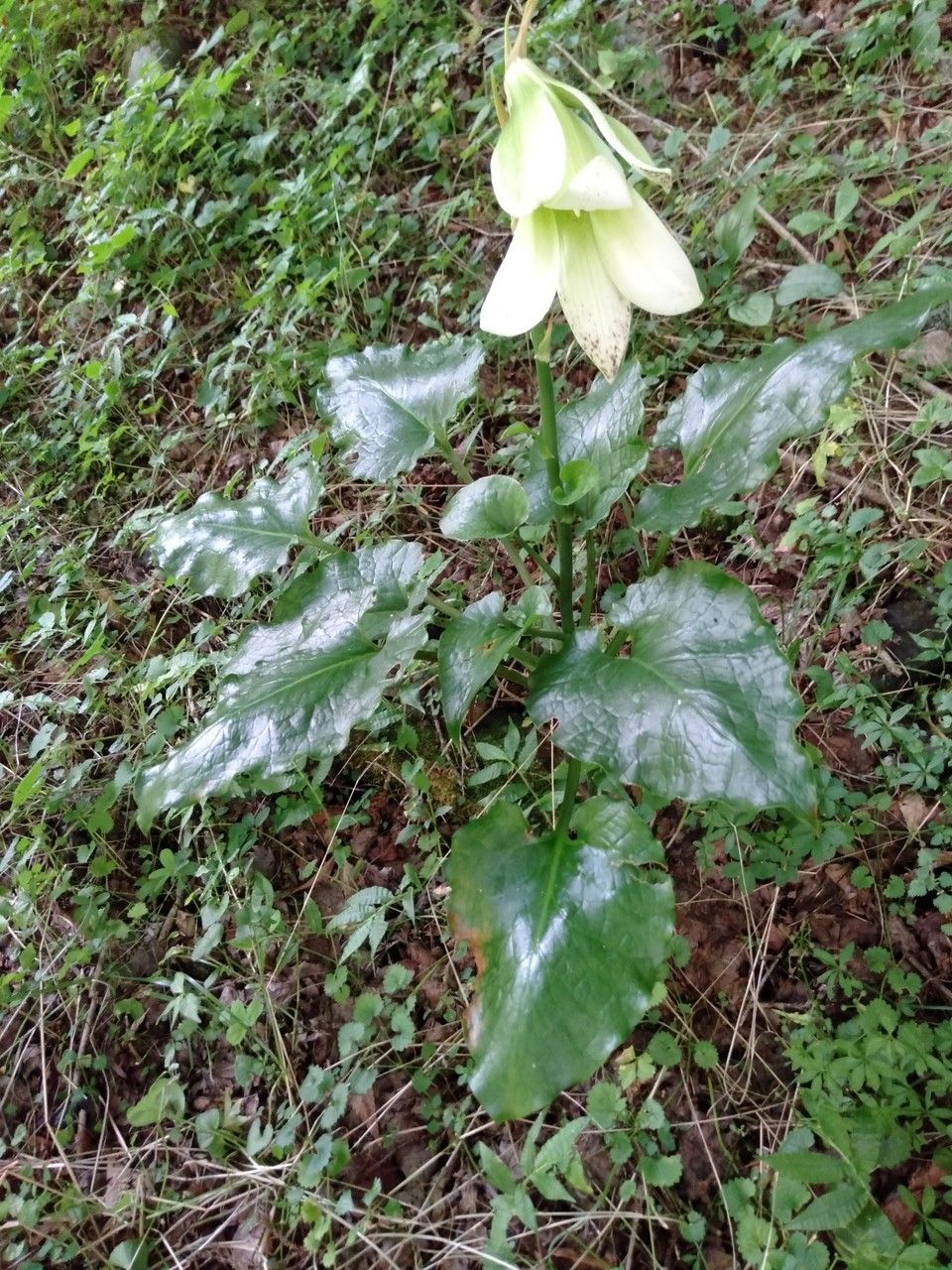 Cardiocrinum cordatum flower