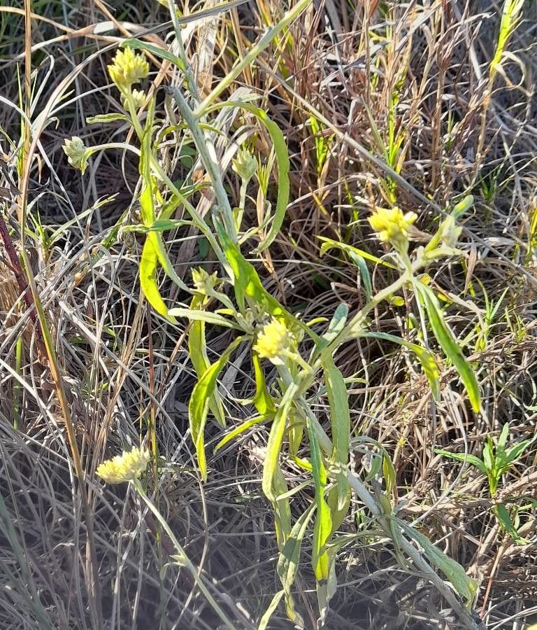 Achyrocline tomentosa habit