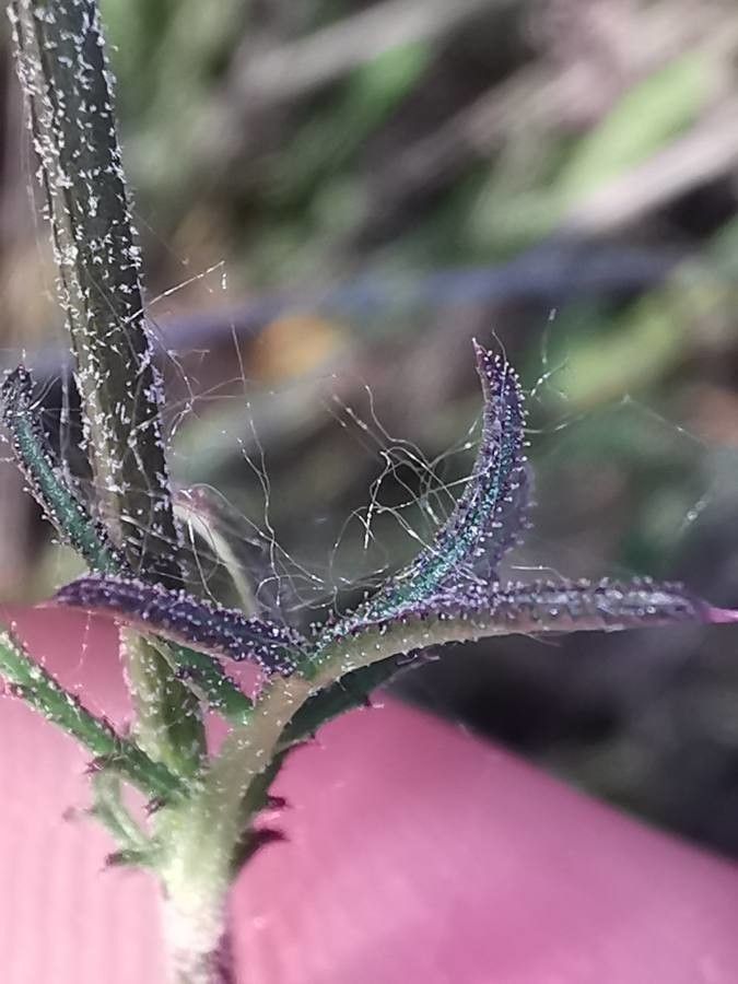 Crupina crupinastrum — related species from the same genus