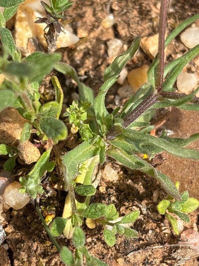 Valeriana coronata — search result for 'Valeriana'