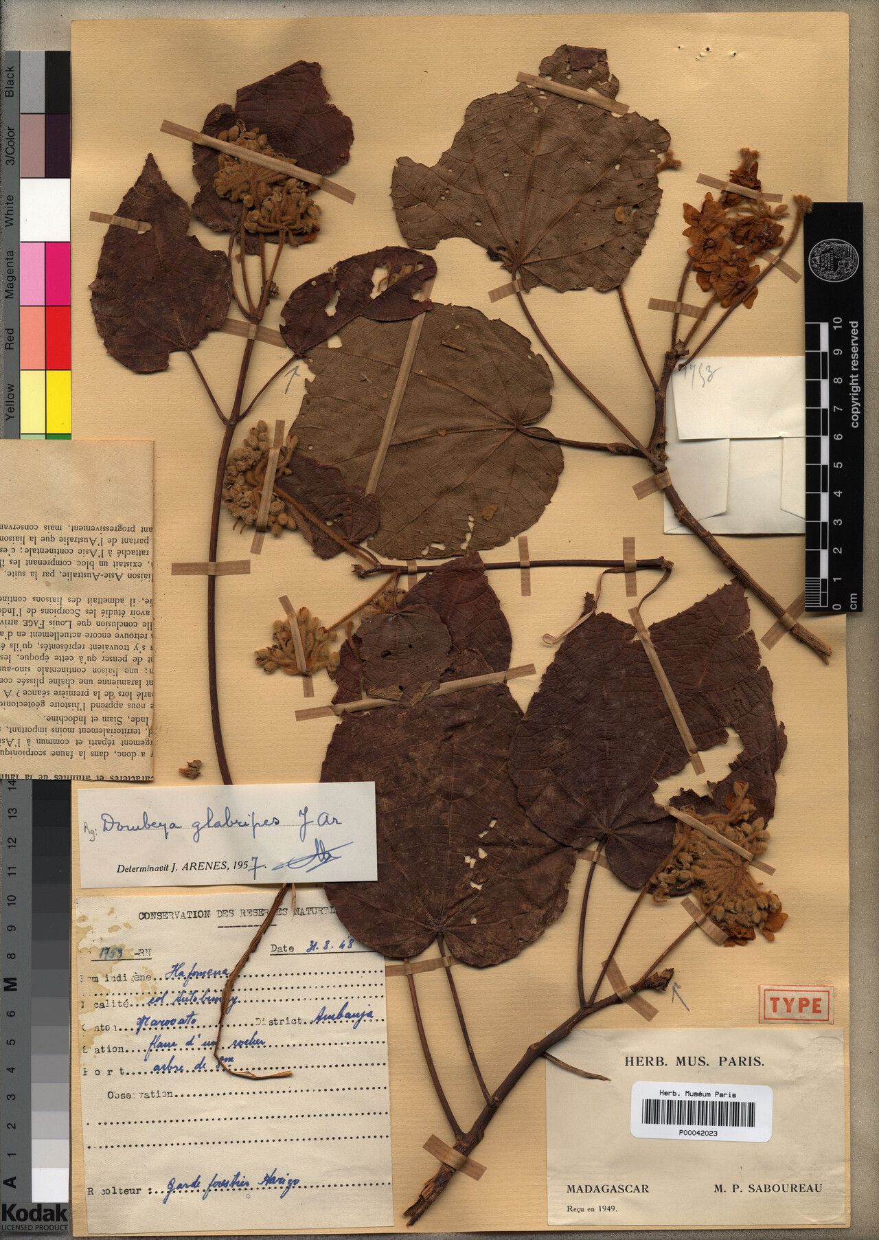 Dombeya glabripes — houseplant care guide