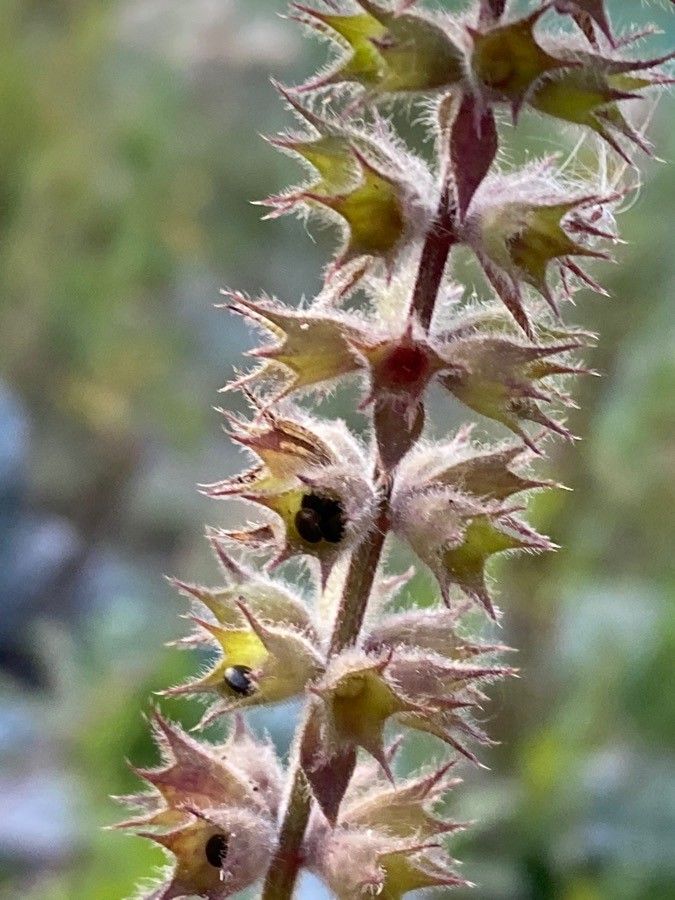 Stachys palustris fruit