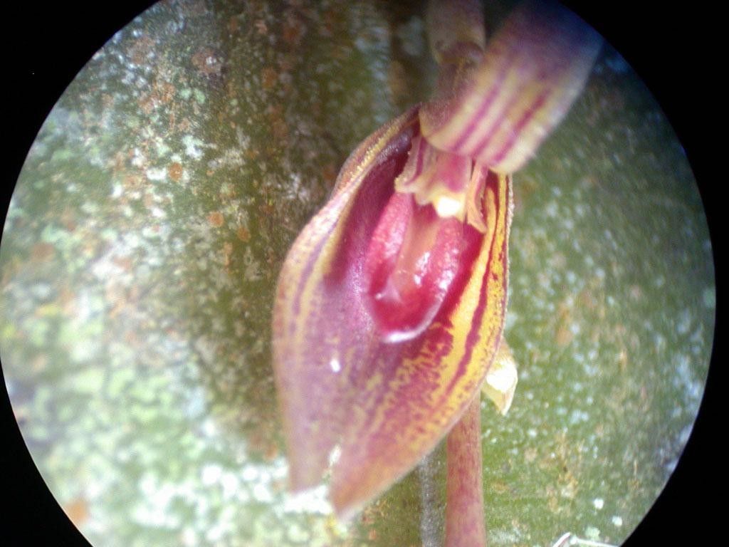 Acianthera verecunda flower