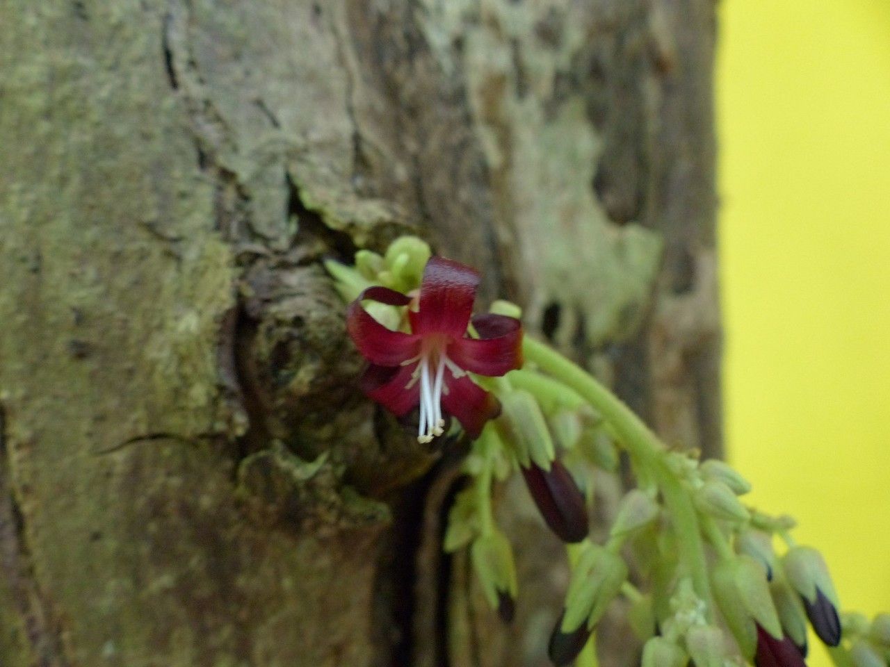 Averrhoa bilimbi flower
