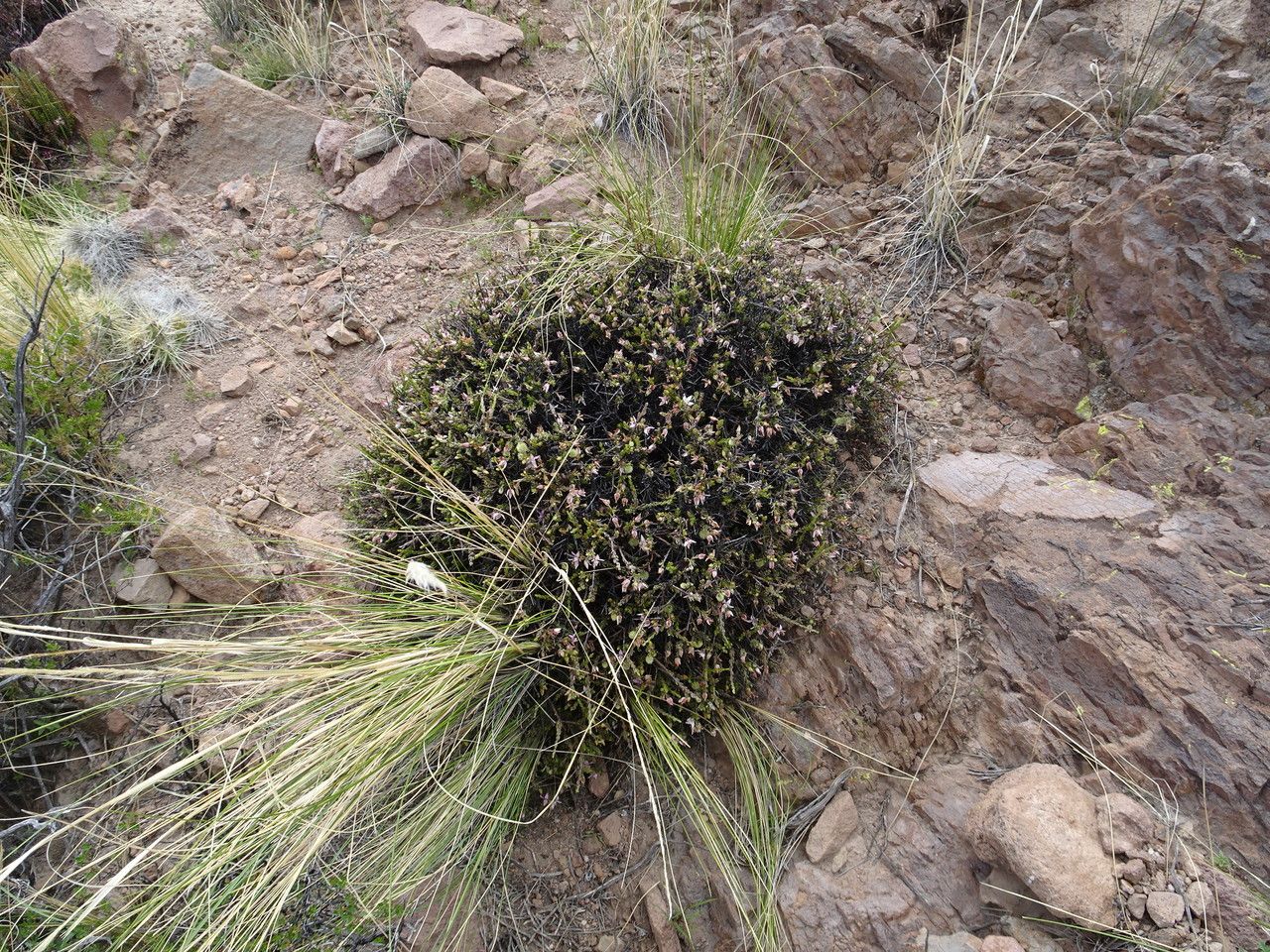 Krameria lappacea habit