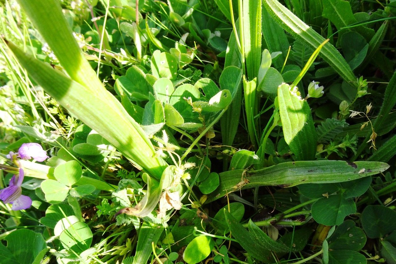 Anacamptis morio — search result for 'Orchidaceae'