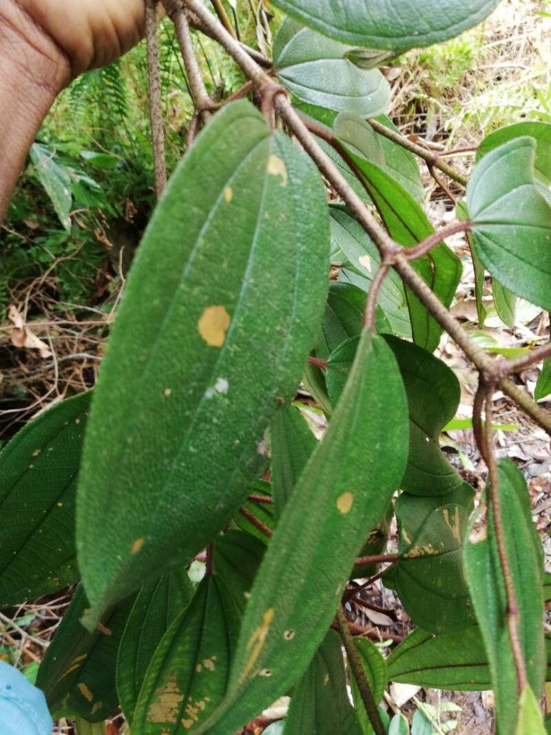 Dichaetanthera africana leaf