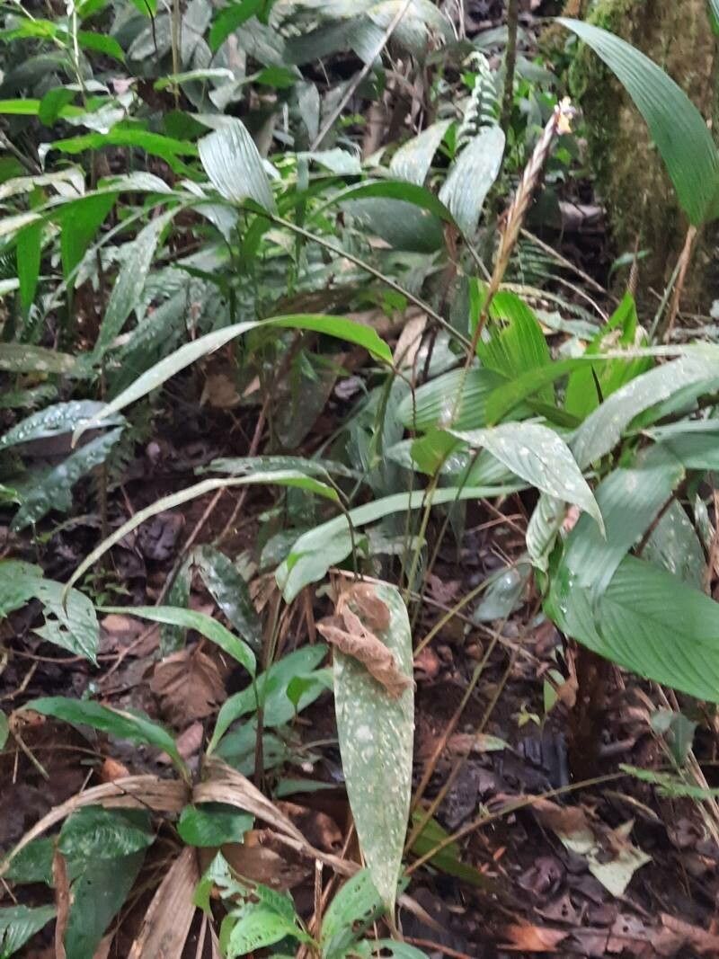 Pleiostachya leiostachya — related species from the same genus