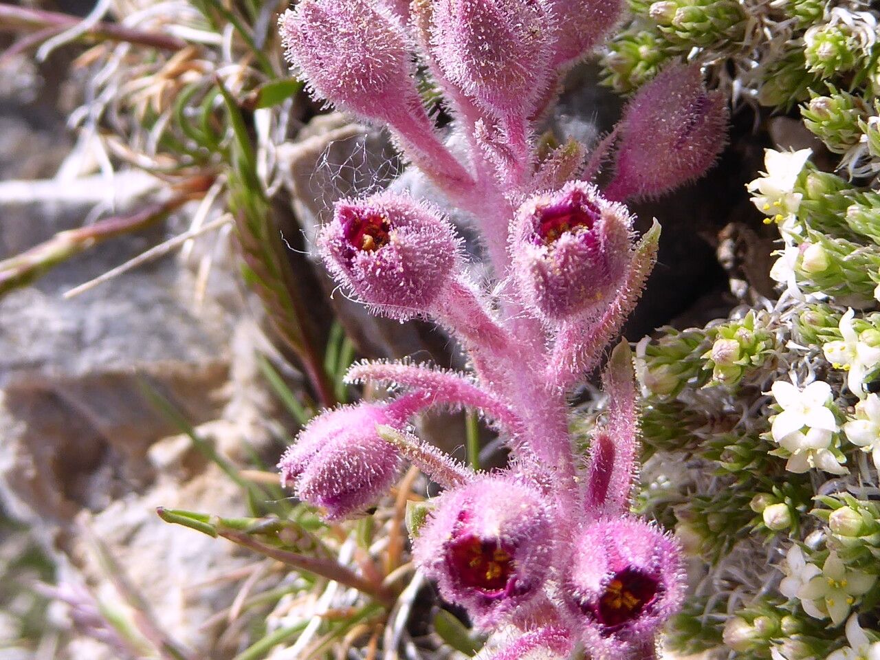 Saxifraga media flower