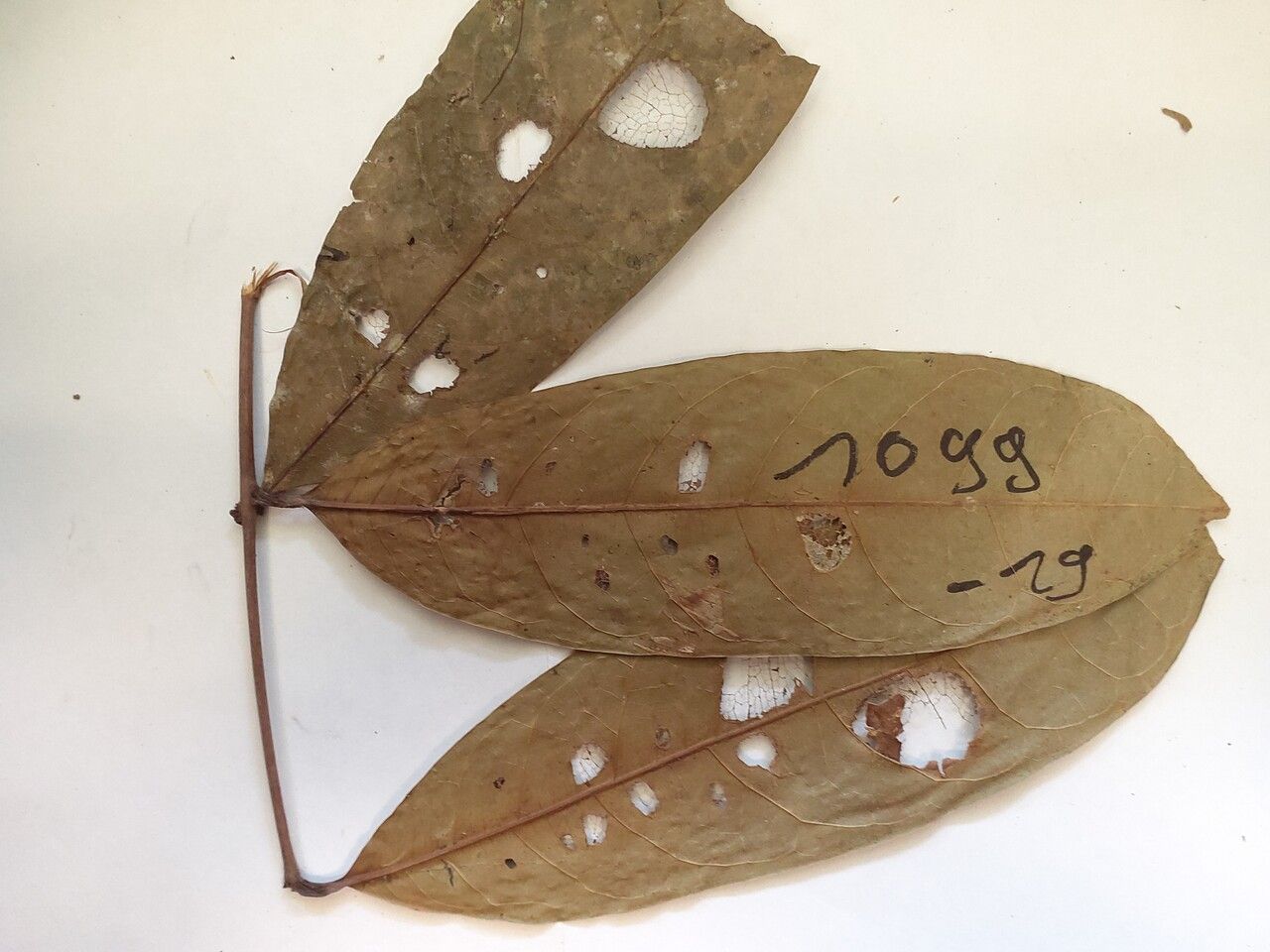 Dacryodes nitens leaf