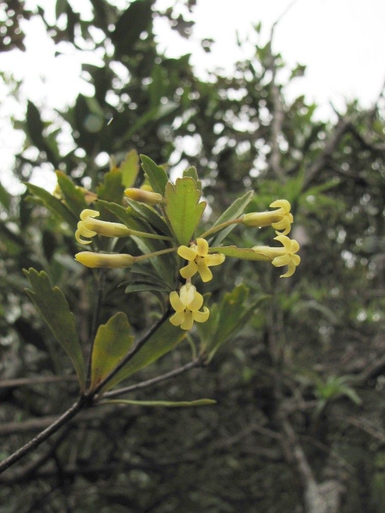 Pittosporum kaalense flower