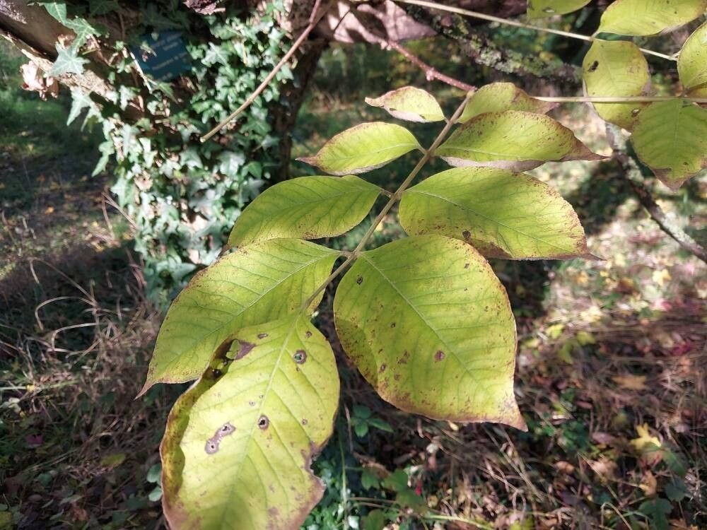 Phellodendron chinense leaf