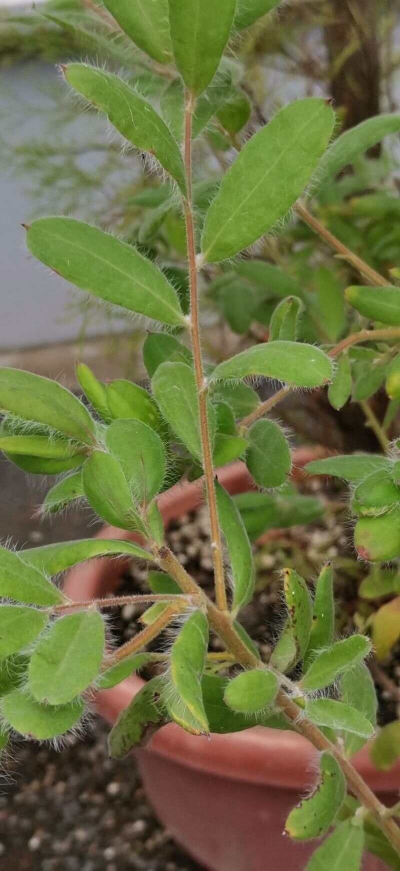 Grevillea pimeleoides — search result for 'Grevillea'