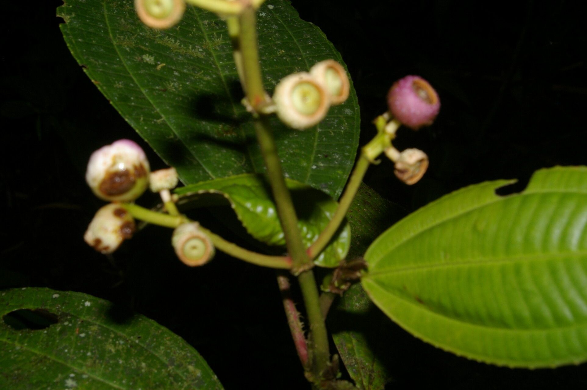 Miconia conomacrantha fruit