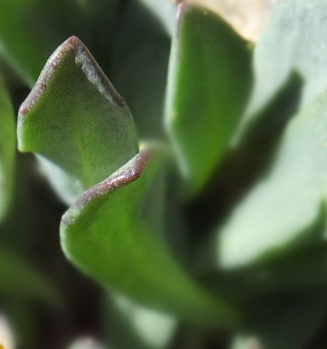 Senecio algens — houseplant care guide