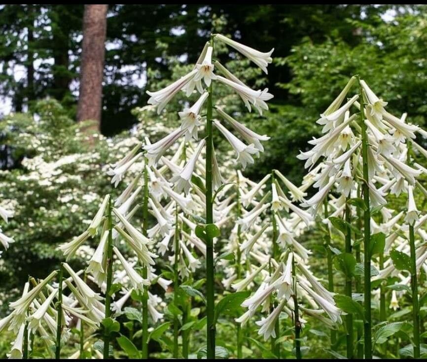 Cardiocrinum giganteum flower
