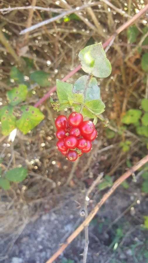 Lonicera subspicata fruit