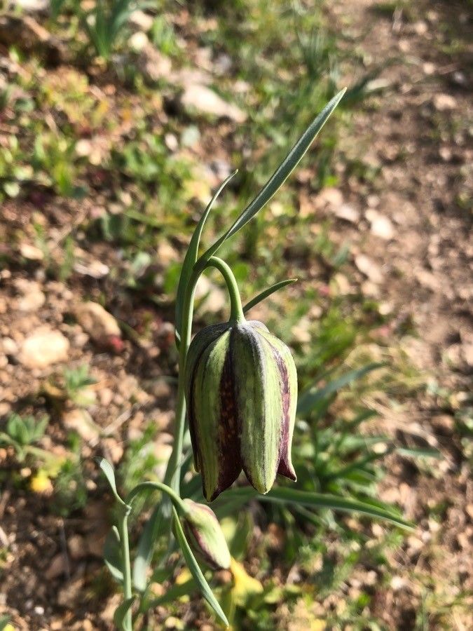 Fritillaria involucrata flower