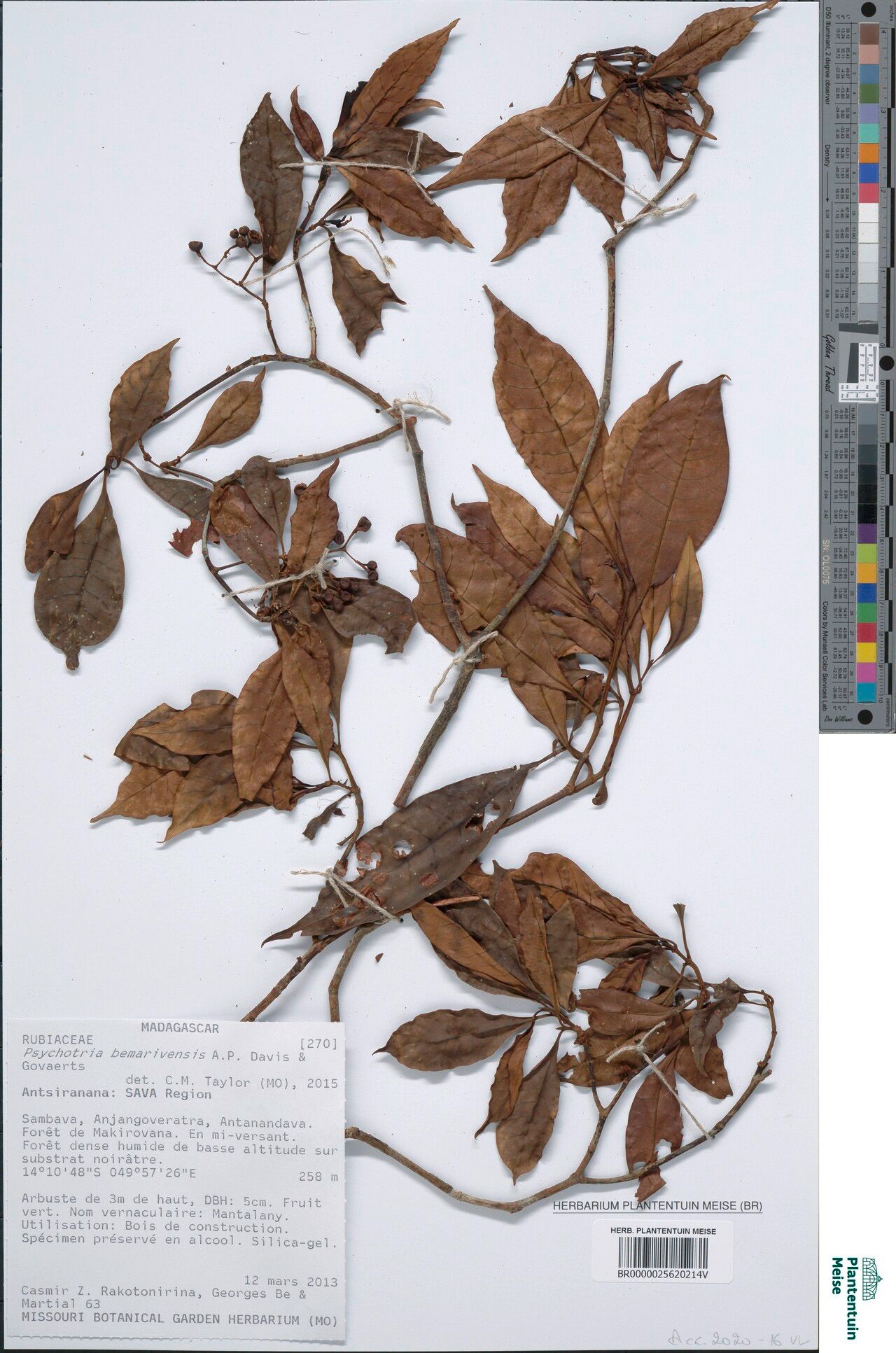 Psychotria bemarivensis — houseplant care guide