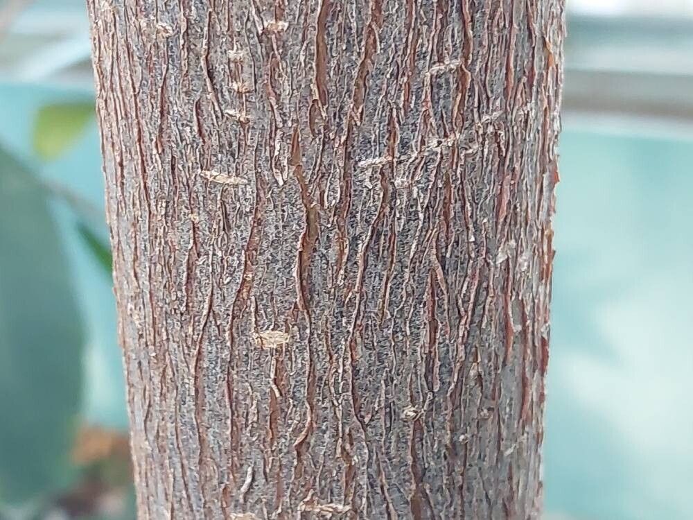 Ficus enormis bark