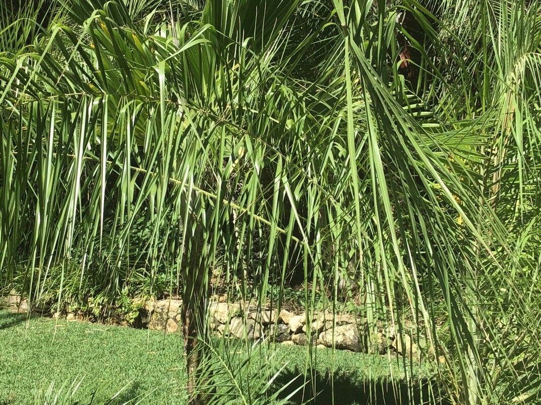 Phoenix acaulis leaf