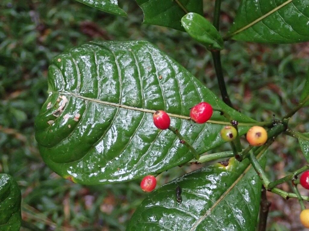 Psychotria razafimandimbisonii — houseplant care guide