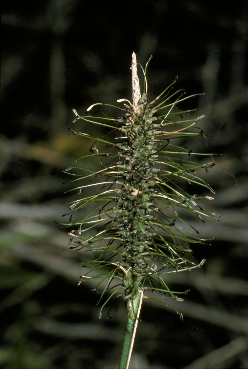 Uncinia erinacea flower