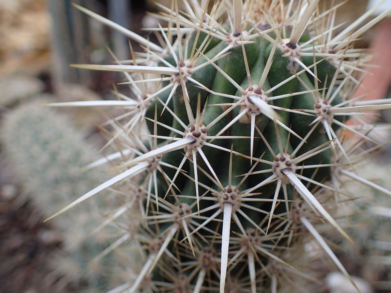 Stenocereus eruca fruit