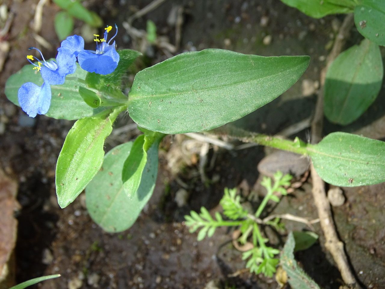 Commelina latifolia — search result for 'Commelina'