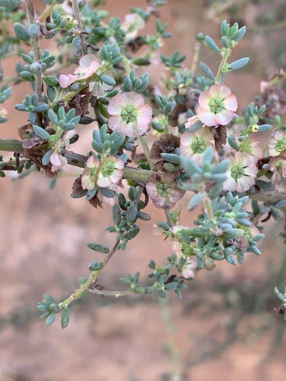 Maireana brevifolia fruit