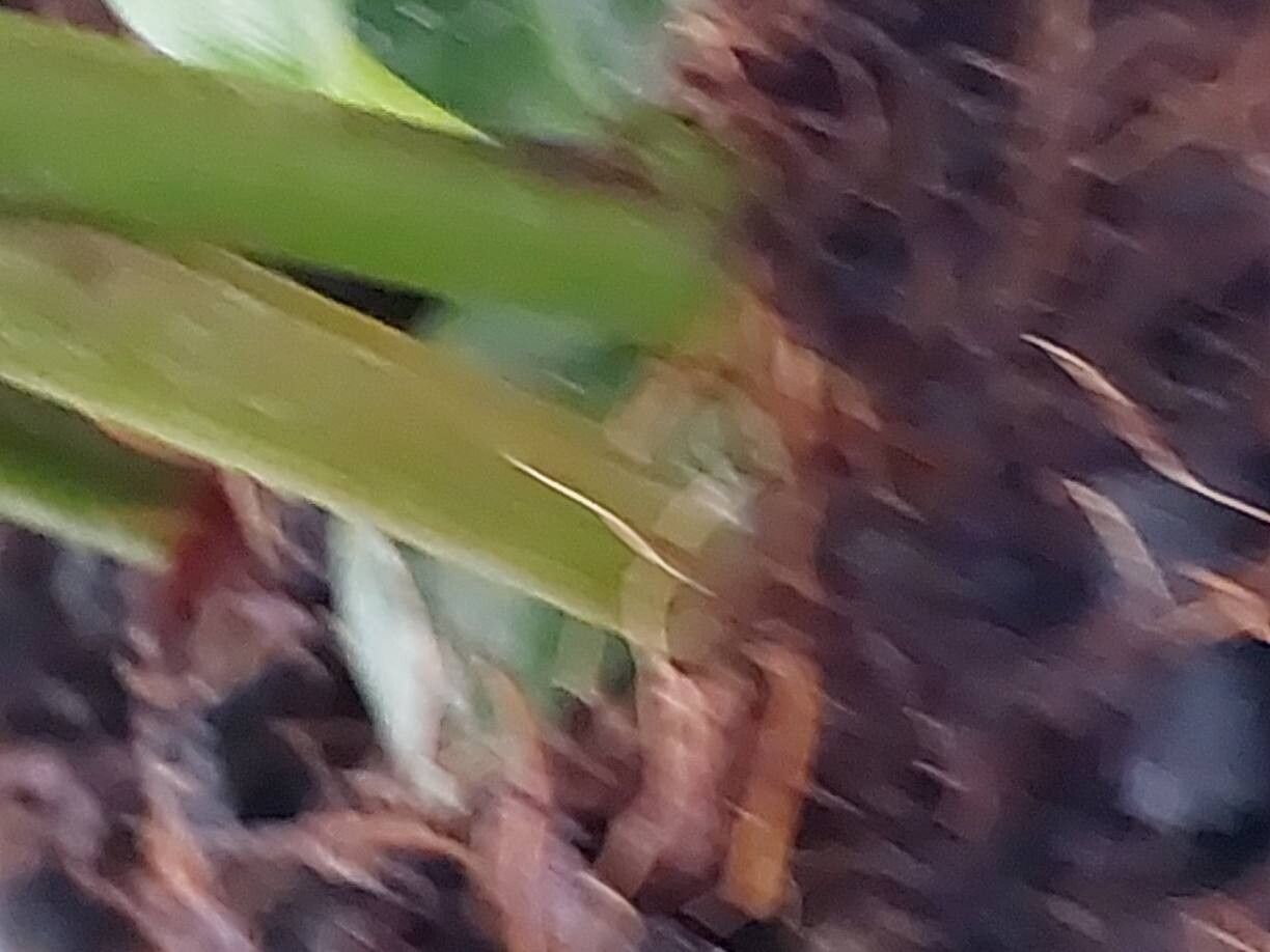 Myrosma cannifolia bark