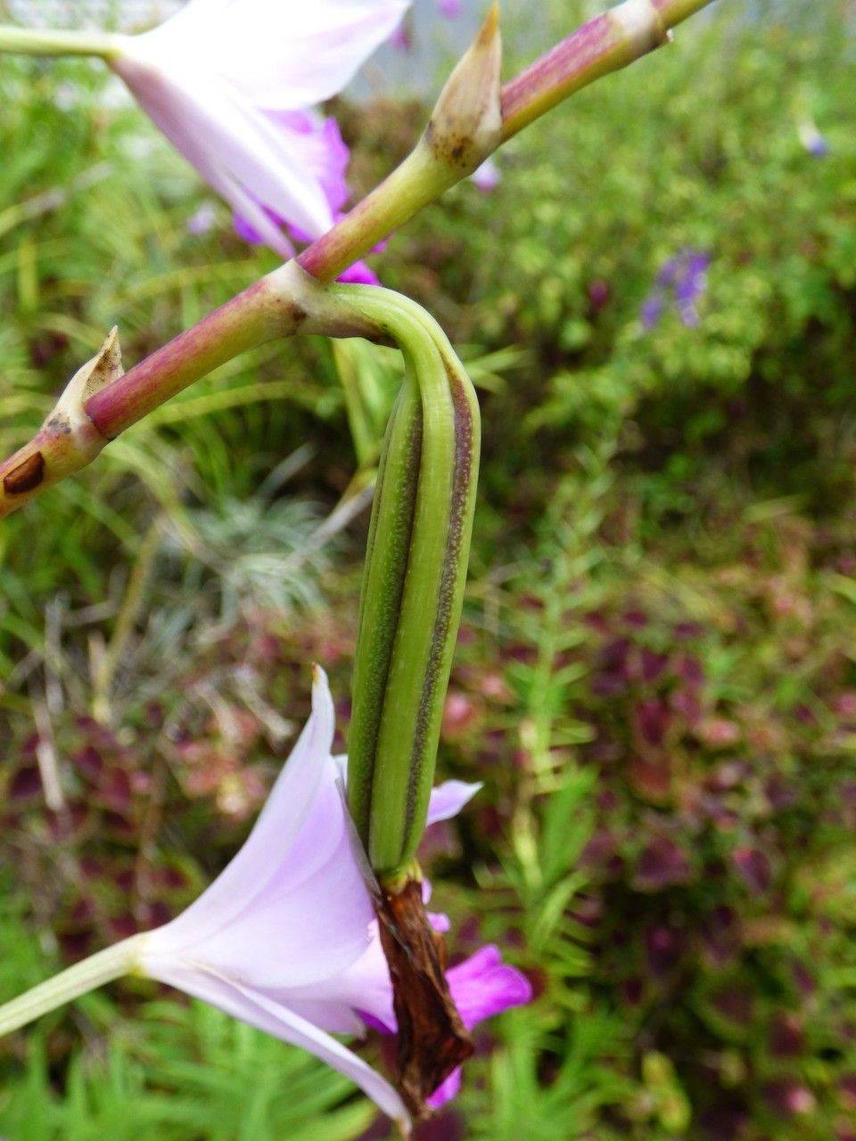 Arundina graminifolia fruit