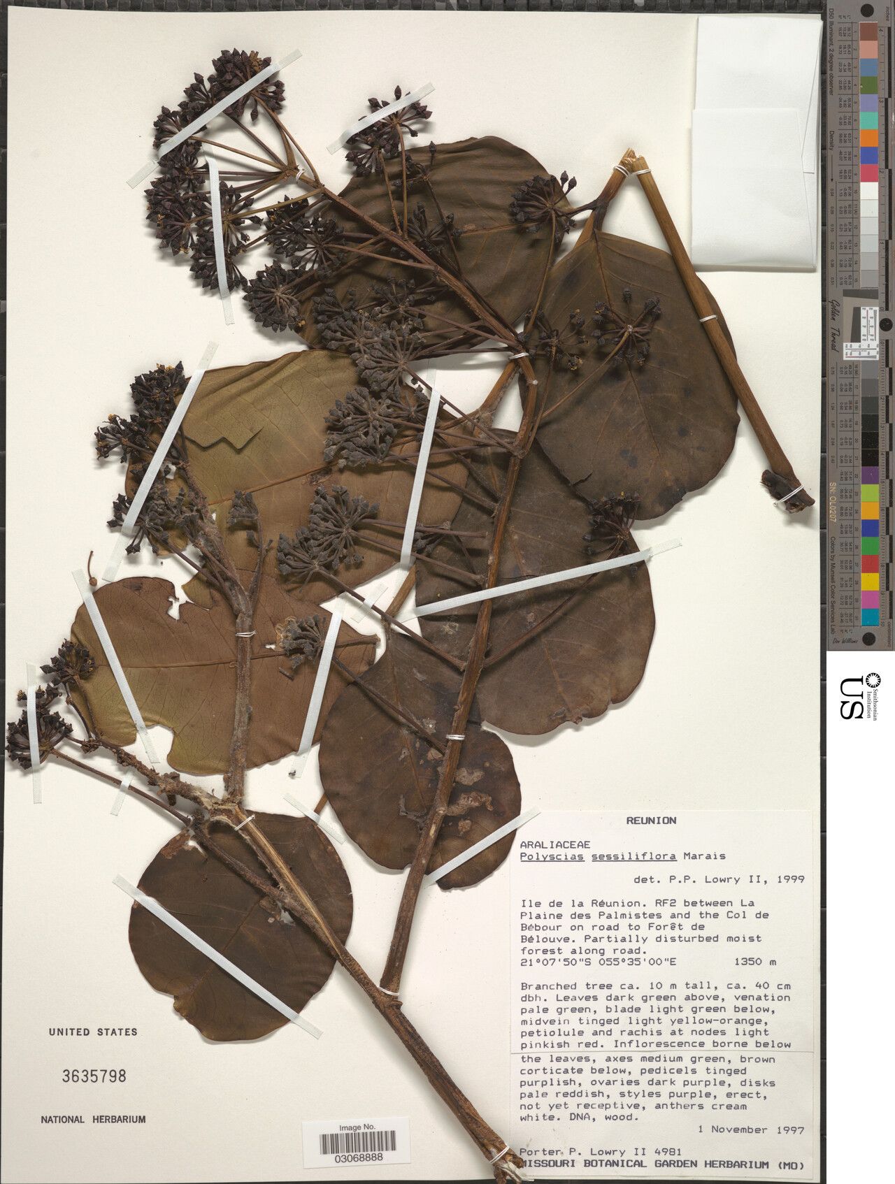 Polyscias sessiliflora — search result for 'Polyscias'