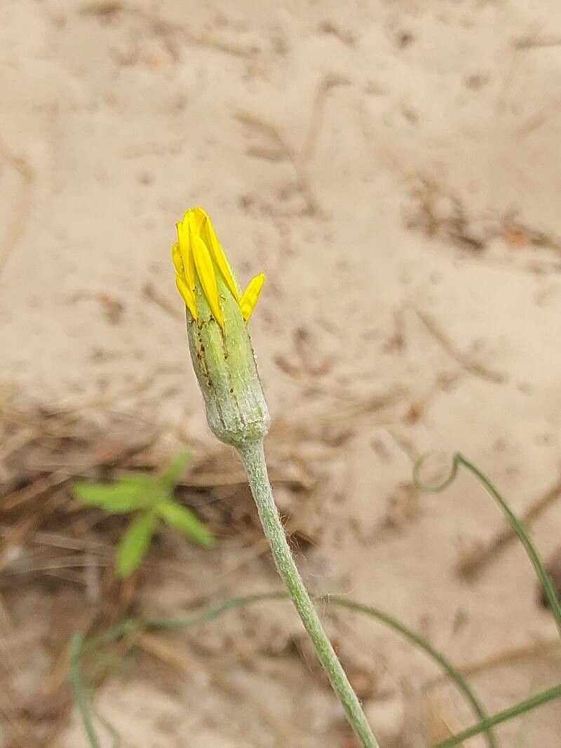 Tragopogon ucrainicus flower