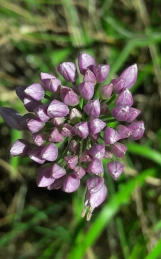 Allium angulosum flower