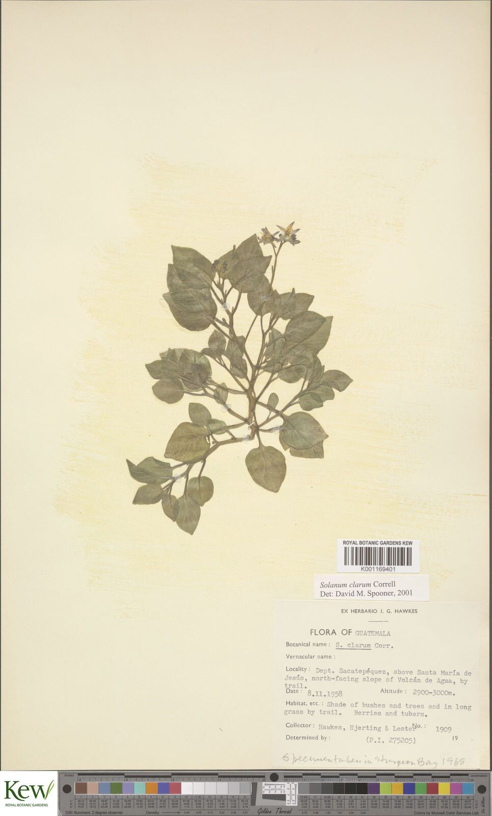 Solanum clarum — houseplant care guide