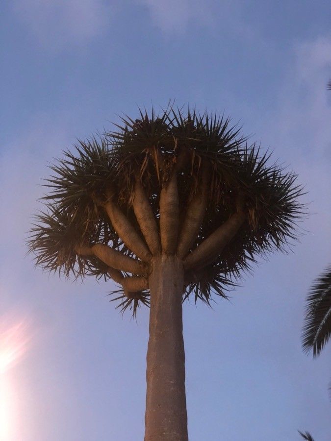 Dracaena draco flower