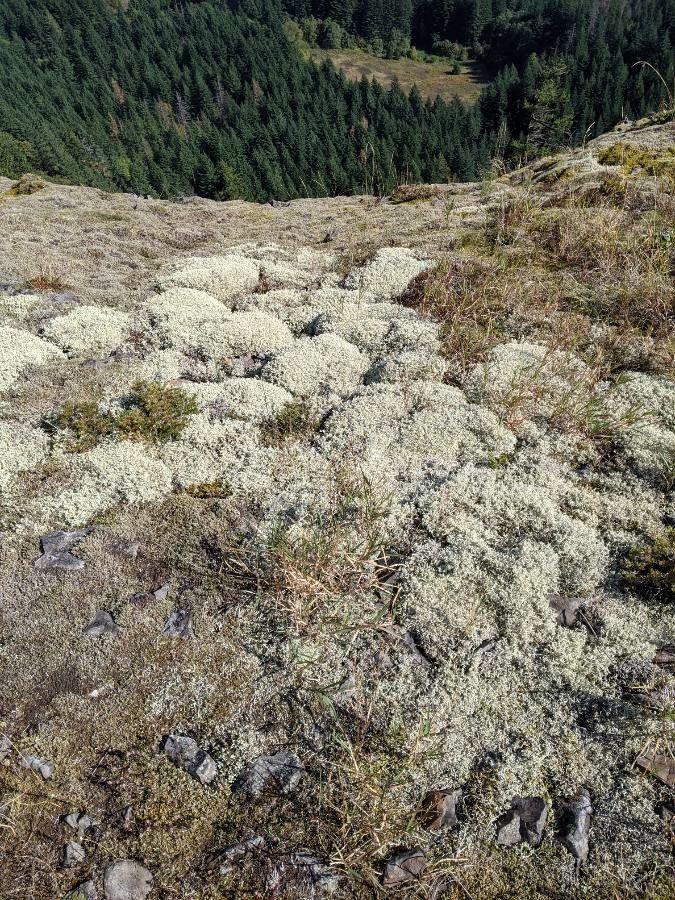 Eriogonum shockleyi leaf