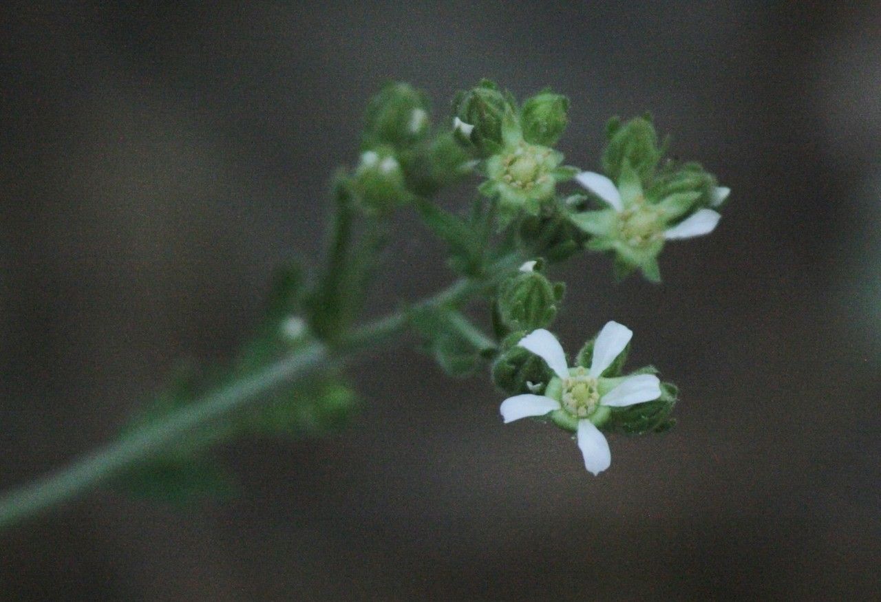 Potentilla rydbergii — houseplant care guide