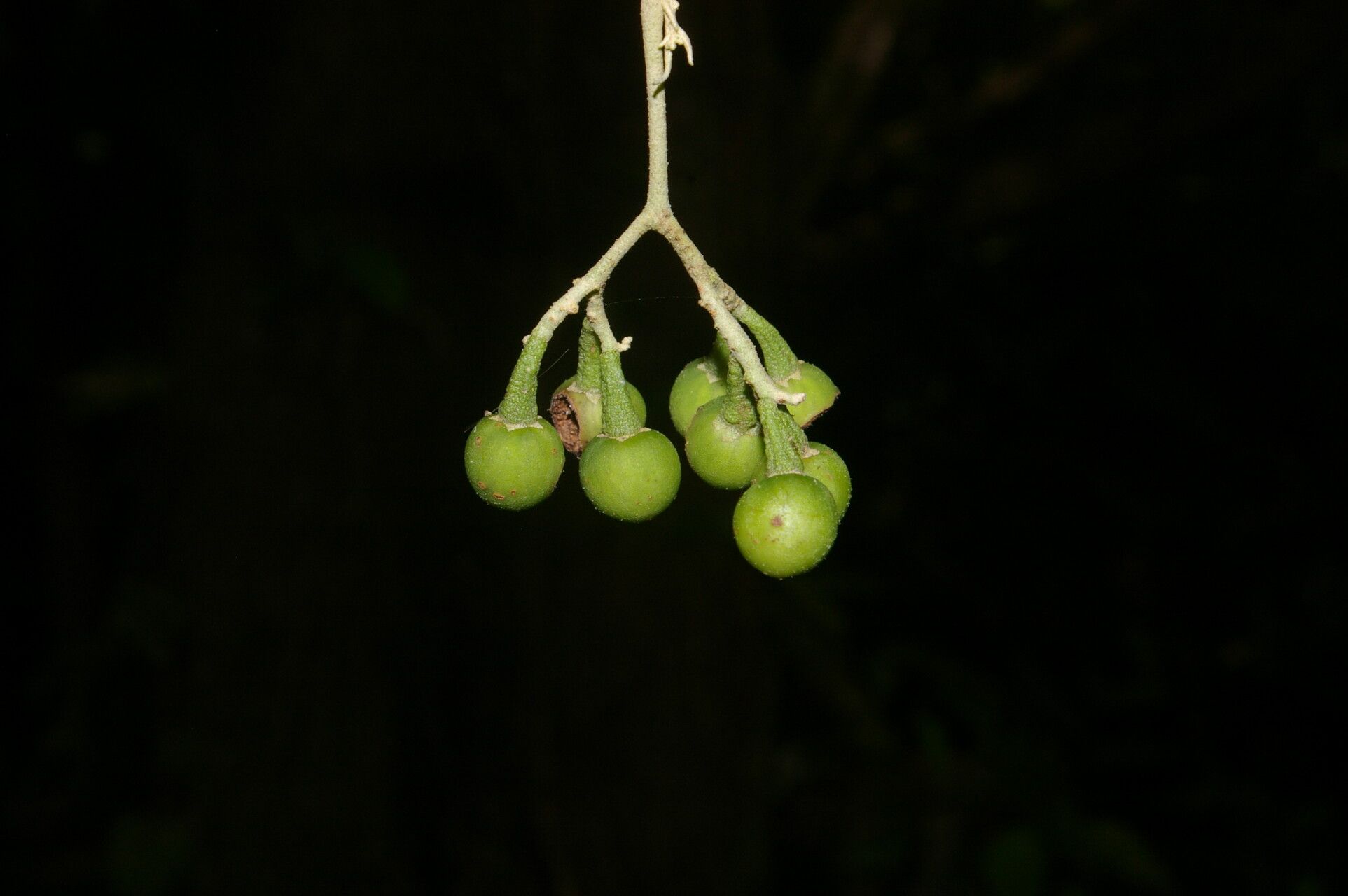 Solanum lepidotum — houseplant care guide