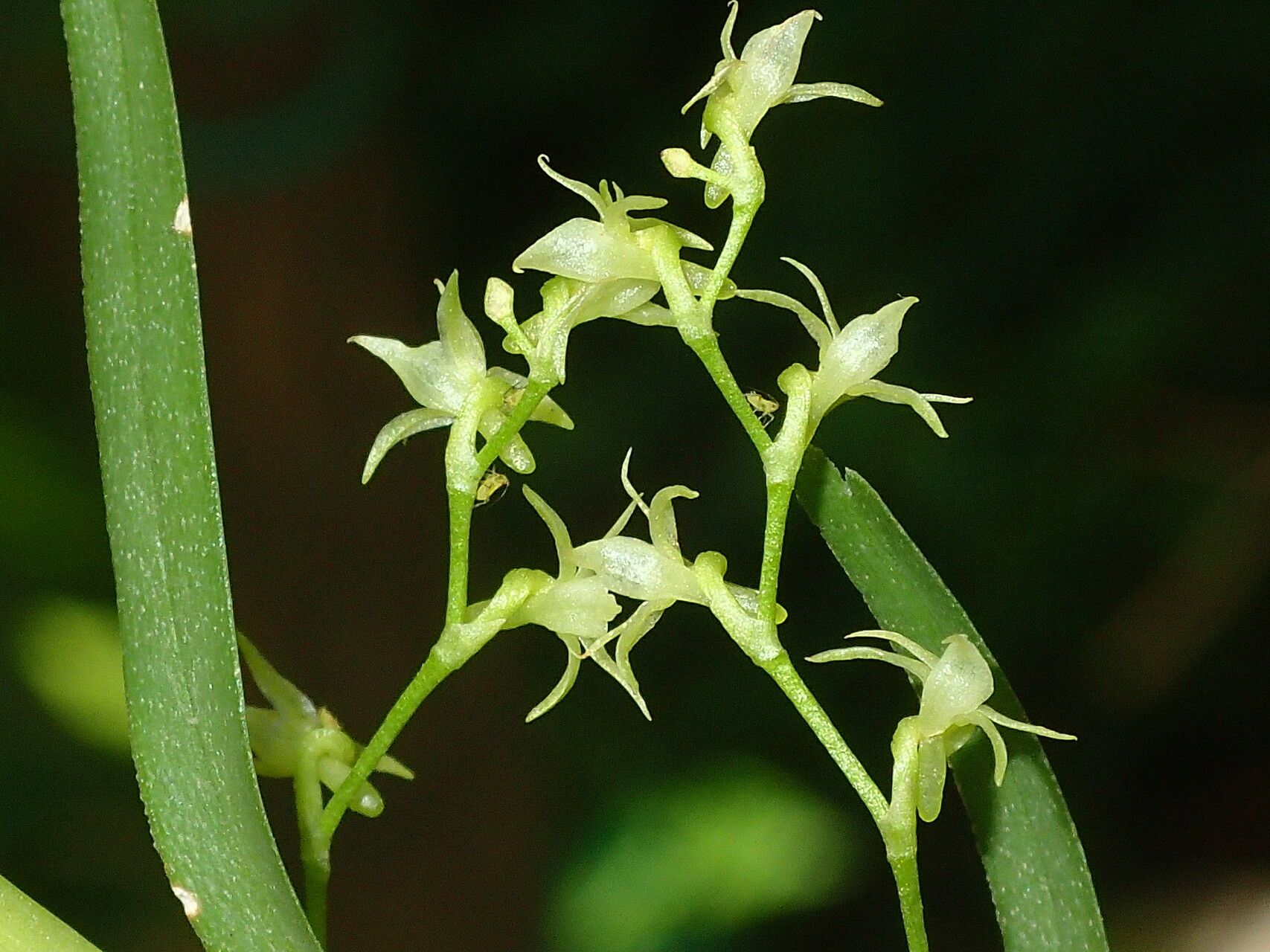 Angraecum musculiferum flower