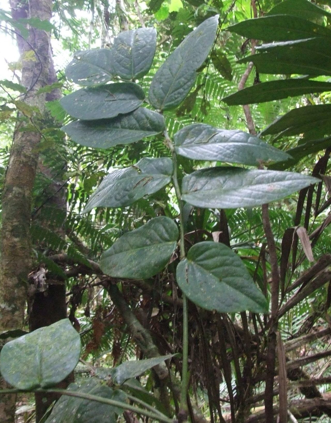 Phyllanthus pseudotrichopodus habit